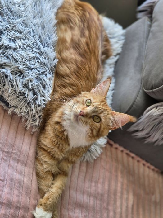 Kotka Maine coon po sterylizacji