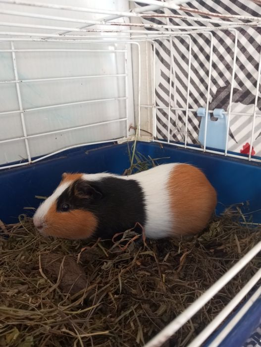 Морська свинка ...