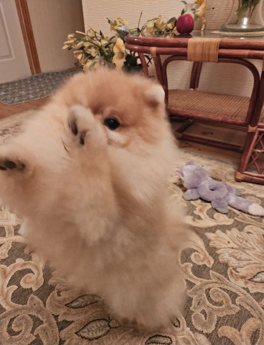 Померанский шпіц