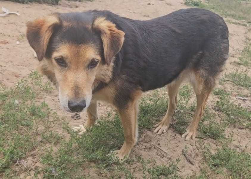 SNOOPI – starość i smutek. 14 lat w schronisku