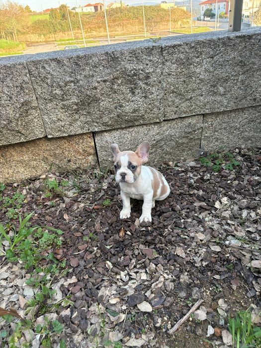 Bulldog francês fawn pied