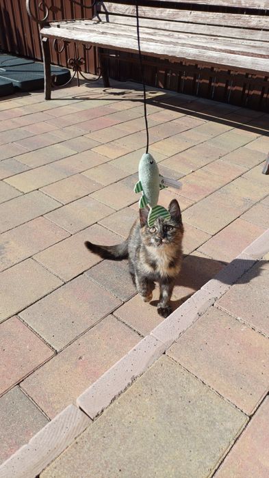 Котики в люблячу родину