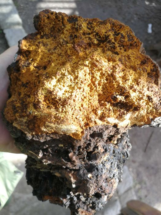 Czaga czyr czarna huba