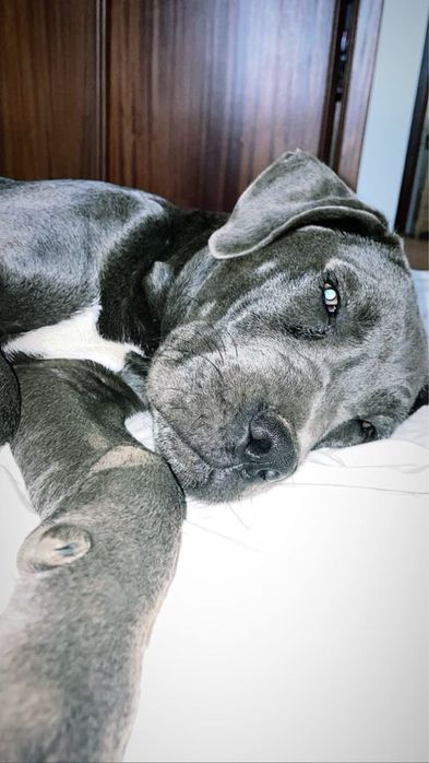 Cane Corso + Cane Corso/ Pastor Alemão