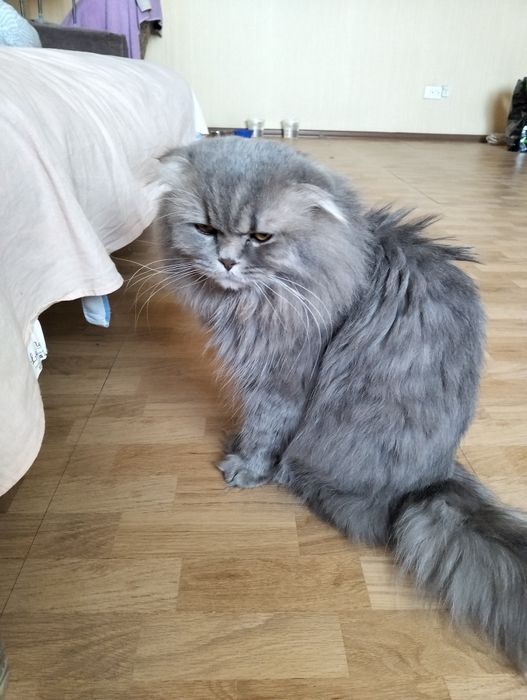 Вязка кот вислоухий