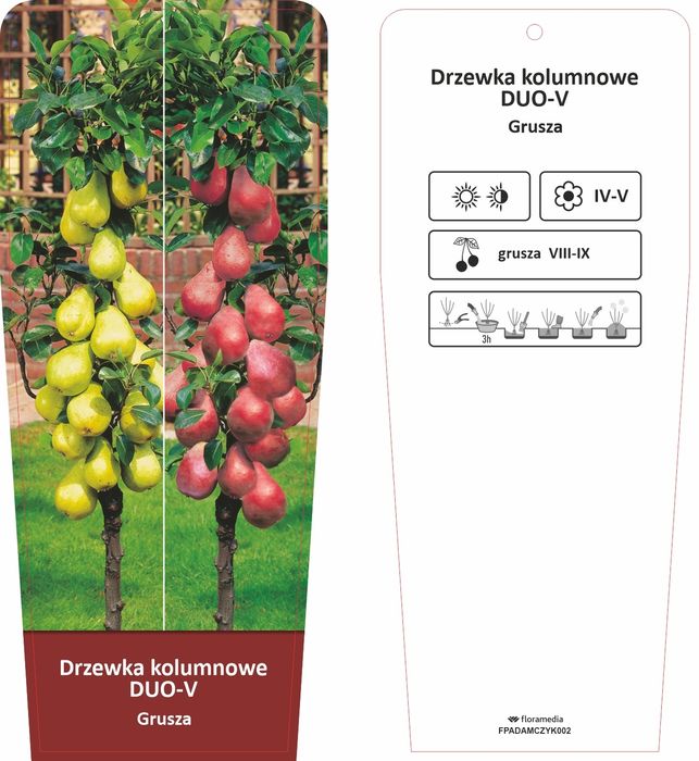 Kolumnowe owocowe drzewka