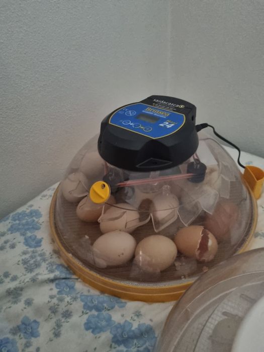 Choradeira brinsea maxe24 advance