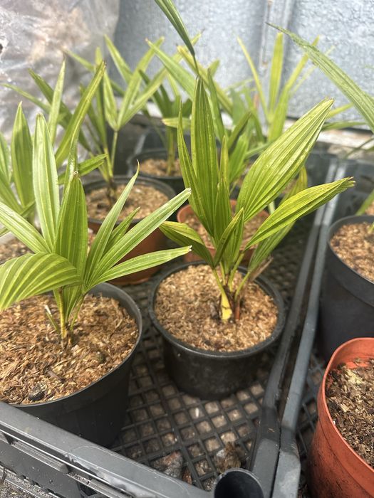 Пальма Трахикарпус