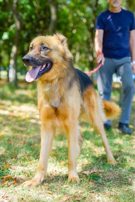 Cywil- pies w typie owczarka niemieckiego do adopcji