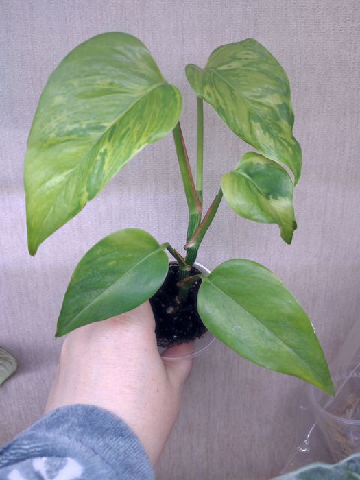 Эпипремнум Марбл Грин, Сциндаптус (Эпипремнум) Пиктус