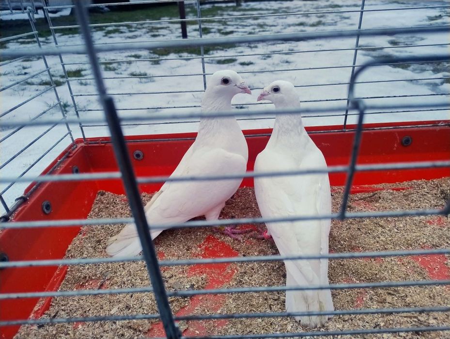 Gołębie Białogłówki, Śląskie białe
