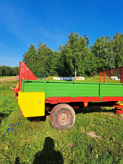 Rozrzutnik - czarna białostocka