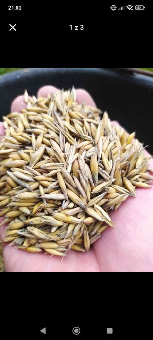 Owies harnaś  harnaś