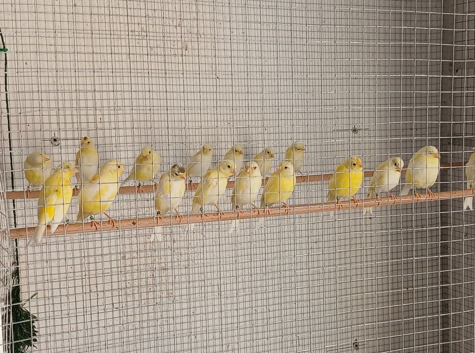 Canarios e cardinalitos