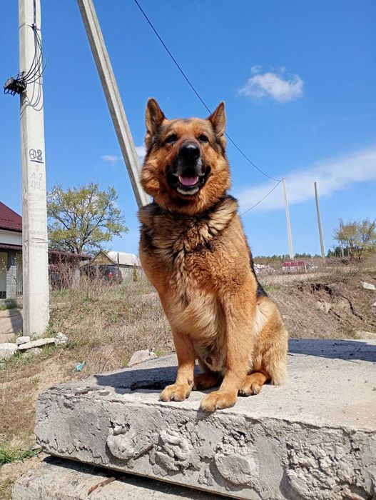 Цуценята німецької вівчарки