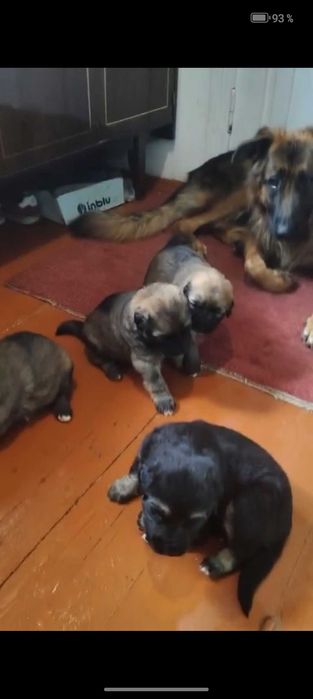 Продам цуценят німецької вівчарки