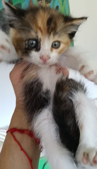 Caipirinha- Gatinha bebé para adoção responsável