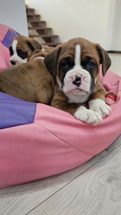 Szczeniak Bokser chłopiec szary