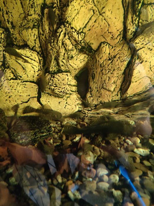 Glonojady do akwarium