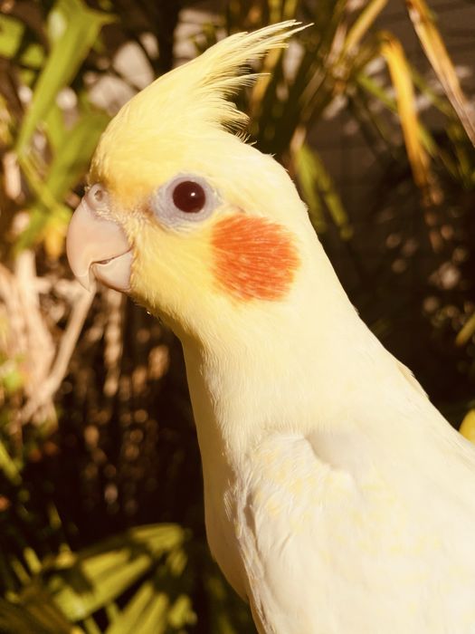 Caturra domesticada lutina grande oportunidade