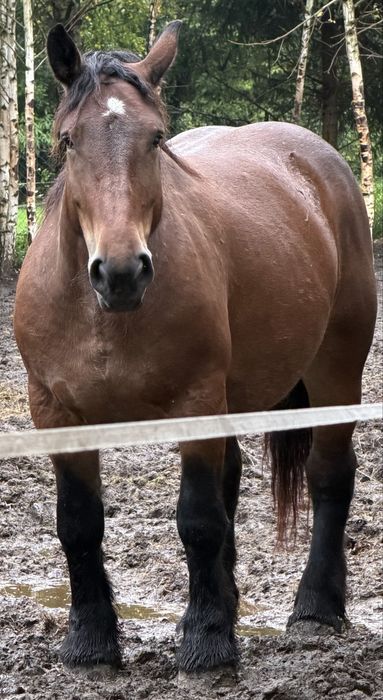 Sprzedam klacz zimnokrwista Źrebna