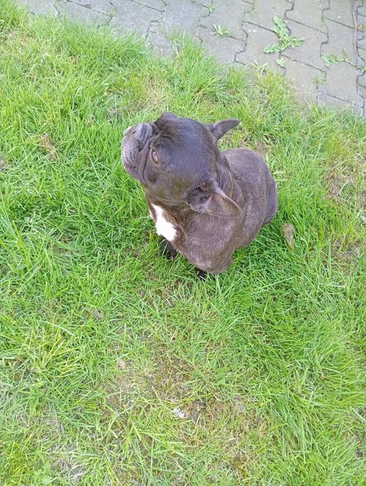 Buldog francuski sunia czarna