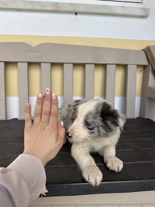 Border Collie Femea Merle linda com olhos azuis