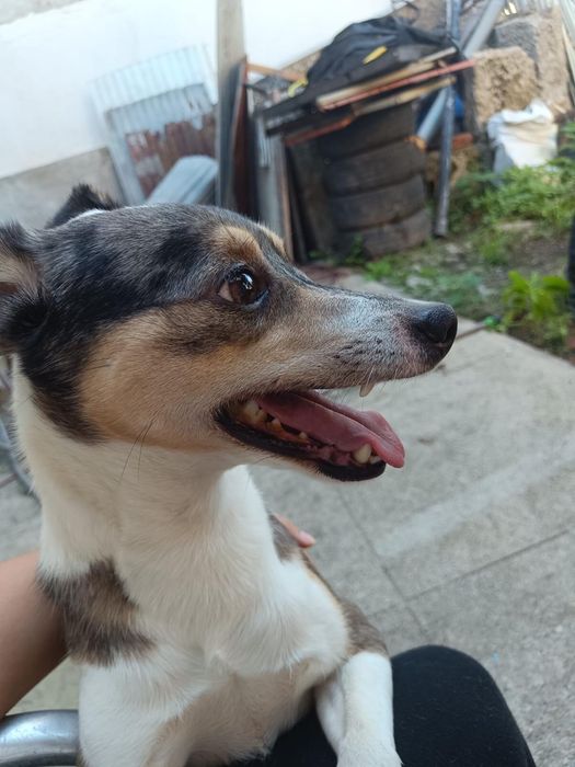 Cão para adoção responsável