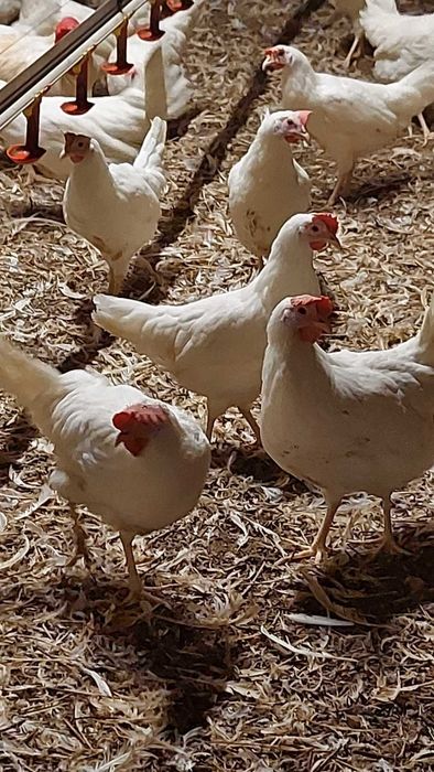 Kury LEGHORN z Pierwszym Jajkiem, 21 Tygodnie