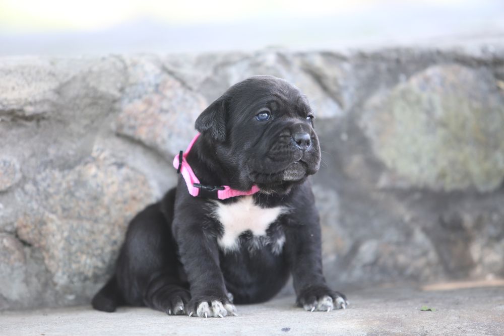 Девочка корсо_Ламба