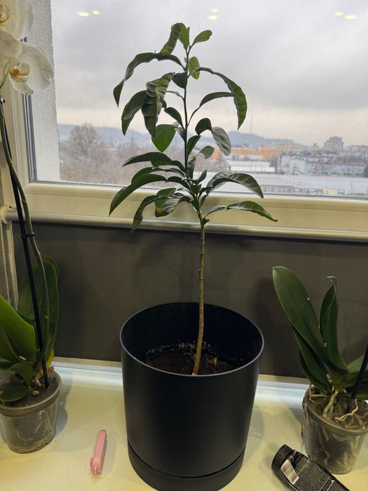 roślina domowa w doniczce