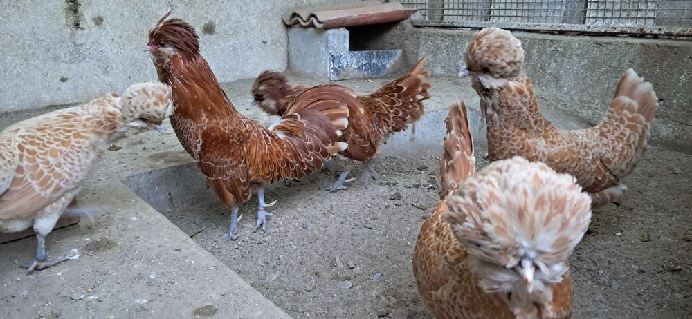 Ovos  de galinhas de raça