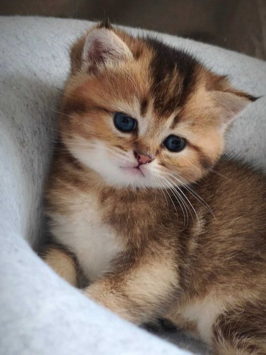 Британський котик. Кошеня золота шиншила