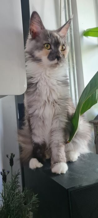 Maine coon Kotka czarna
