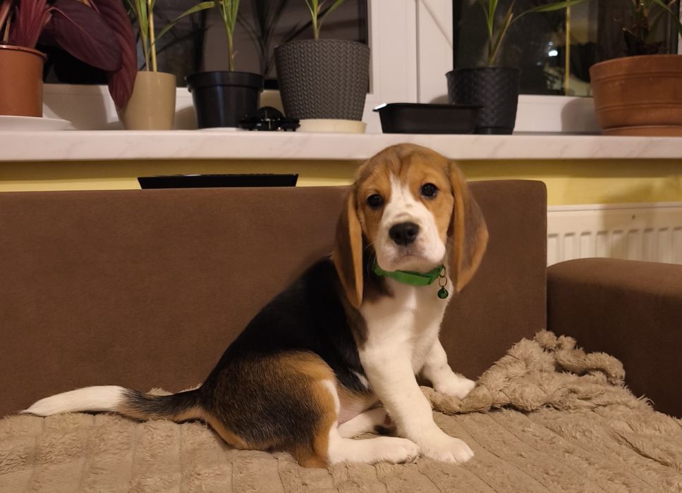 Beagle ZKwP dziewczynka