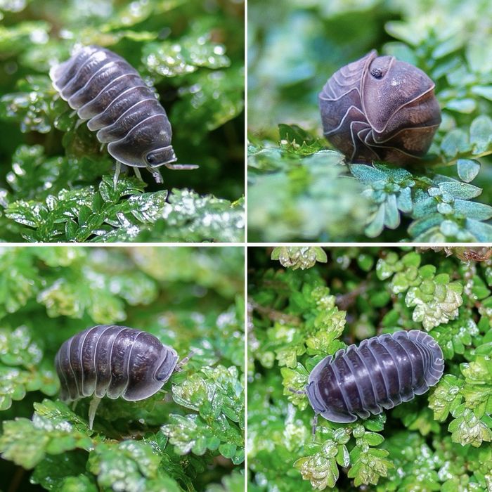 Isopody Cubaris Black Pearl / Sapphire