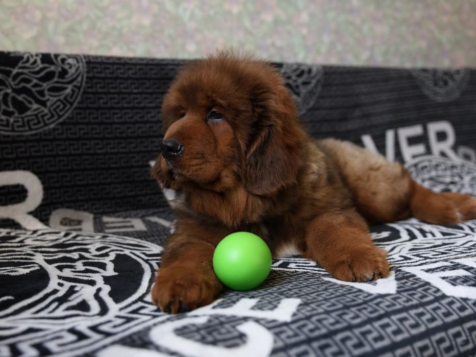 Девочка Тибетский мастиф