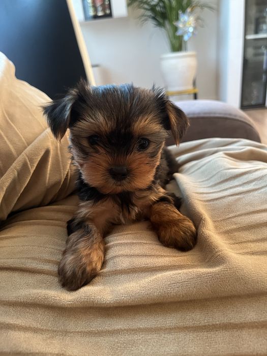 Yorkshire terrier york piesek pies rasowy