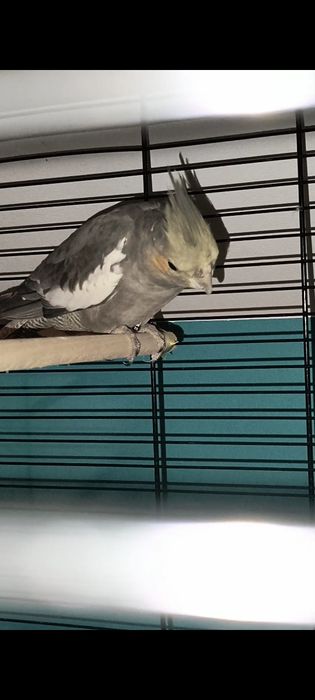 Papużki młode parka