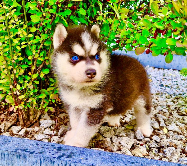 Niebieskooki szczeniak Siberian Husky międzynarodowy rodowod FCI ZKwP