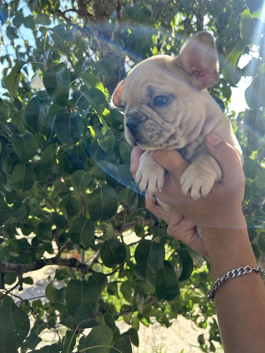 Bulldog frances Menina