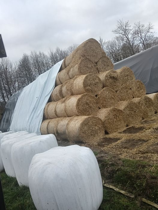 Słoma i siano kiszonka