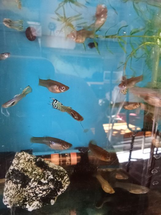 Peixes endlens de aquário
