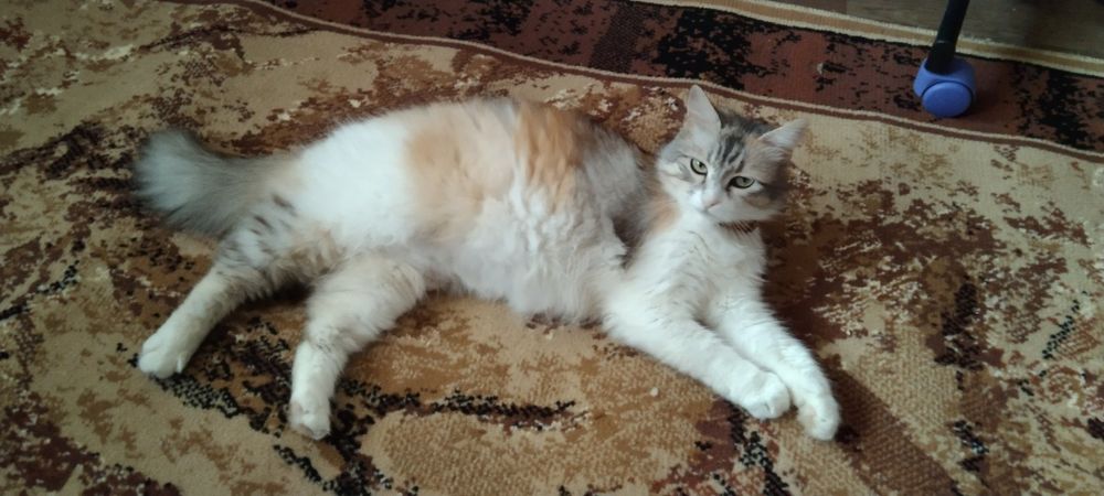 Отдам даром в добрые руки пушистую трехцветную кошечку