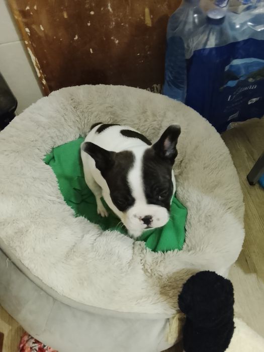 Buldogue francês bebe macho lindo