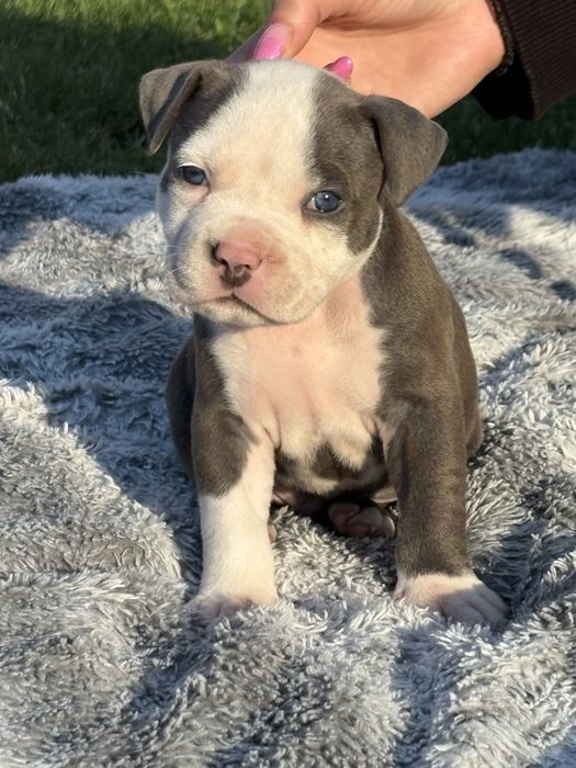 Genialne szczeniaki Amstaff z rodowodem.