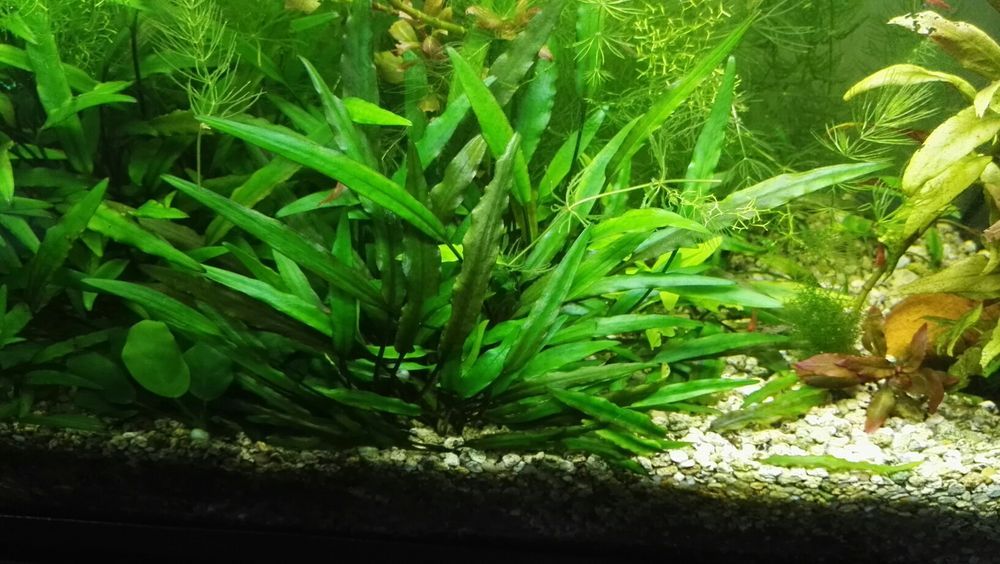 Plantas de aquário - Alternanthera 'Pink'/Bucephalandras/Cryptocorynes