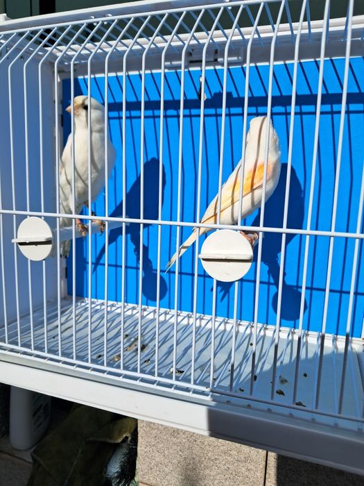 Canários, diversas raças, com qualidade..