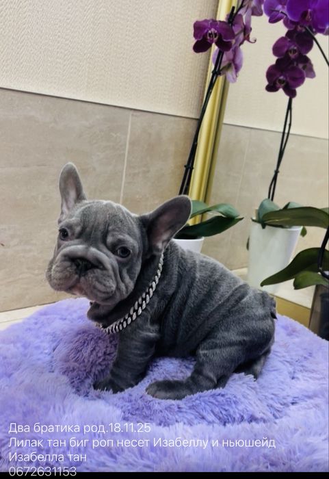 Элитные короткие  на низких лапках французские красавчики бульдоги