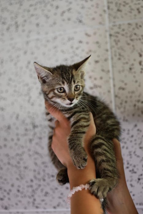 Kociaki do adopcji dom niewychodzący